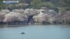 How long do cherry blossoms last? Will peak bloom be affected by cooler temperatures?