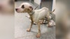 Emaciated dog abandoned in Woodbridge park; police search for suspect