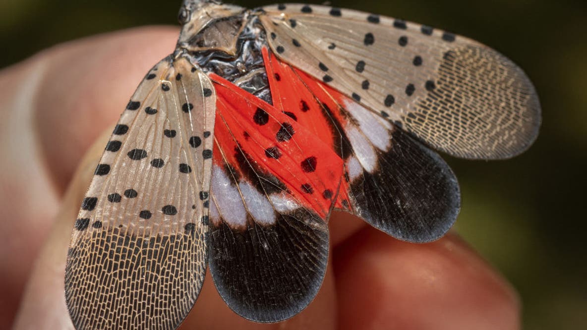 DC-area spotted lanternfly population may dwindle in coming years