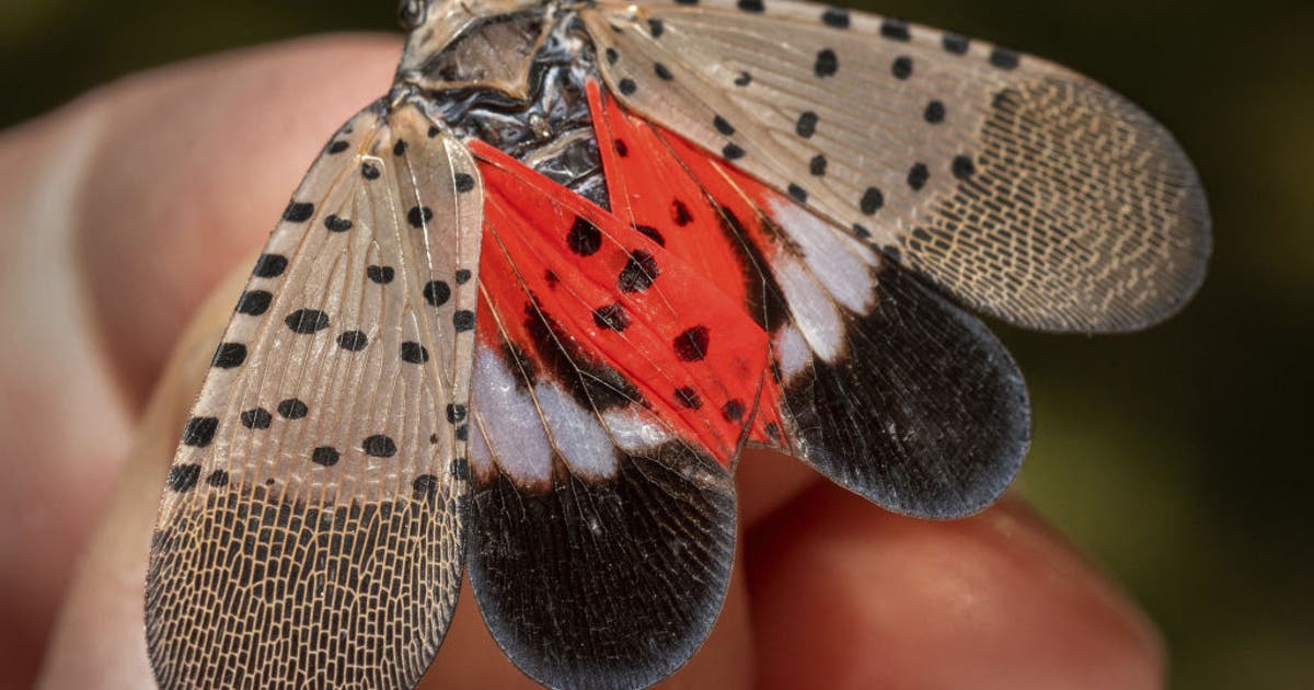 DC-area spotted lanternfly population may dwindle in coming years