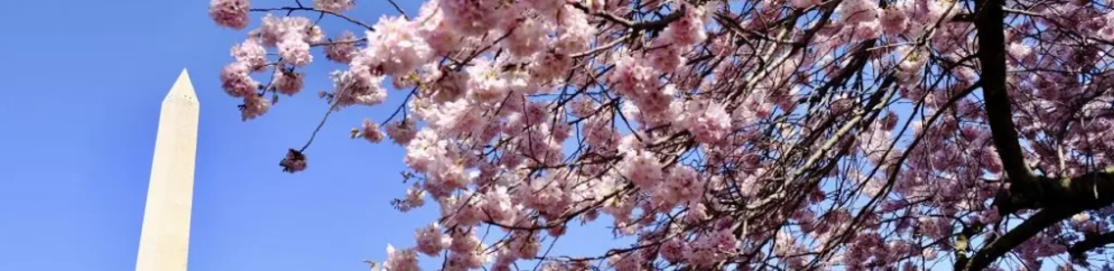 Cherry Blossoms 2024