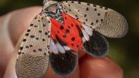 DC-area spotted lanternfly population may dwindle in coming years