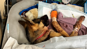 German shepherd pup shot in San Jose; 2 suspects sought