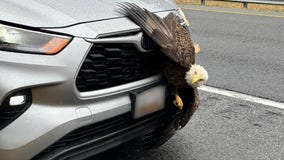 Bald eagle rescued from grill of SUV after collision on Maryland road left it trapped