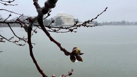DC Cherry Blossoms: Small green buds mark start of stage 1 on way to peak bloom