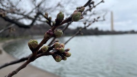 DC Cherry Blossoms: Florets visible stage 2 reached; peak bloom about 3 weeks away