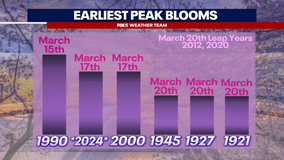 Peak Bloom: Here are the best days to see the cherry blossoms