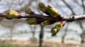 DC Cherry Blossoms halfway to peak bloom: National Park Service