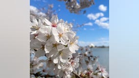 Cherry blossoms reach peak bloom after warm weekend