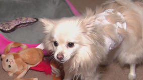 Temple Hills dog owner claims neighbor's Bulldog attacked her Pomeranian and fiancé