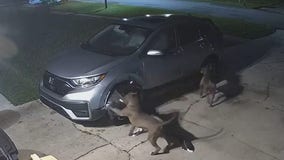 Watch: Dogs cause $3,000 damage trying to reach cat inside car