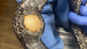Snake swallows gear shift knob, makes full recovery