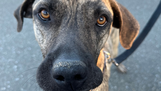 Animal Rescue races to save dogs from euthanasia in Prince George's County