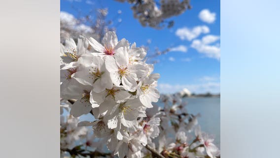 Cherry blossoms reach peak bloom after warm weekend