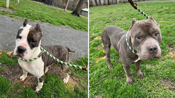 12 dogs rescued from home of DC standoff suspect adopted, 2 more available