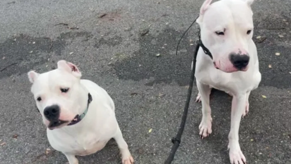 'They're my family:' DC woman struggles with vet bills after her two dogs survive house fire