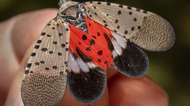 DC-area spotted lanternfly population may dwindle in coming years