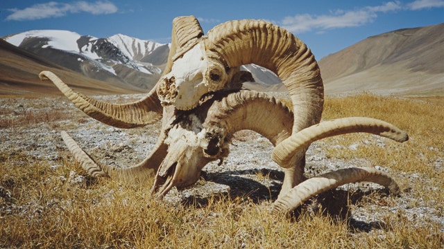 Montana man used cloned tissue, semen to breed 'giant' sheep for trophy hunters