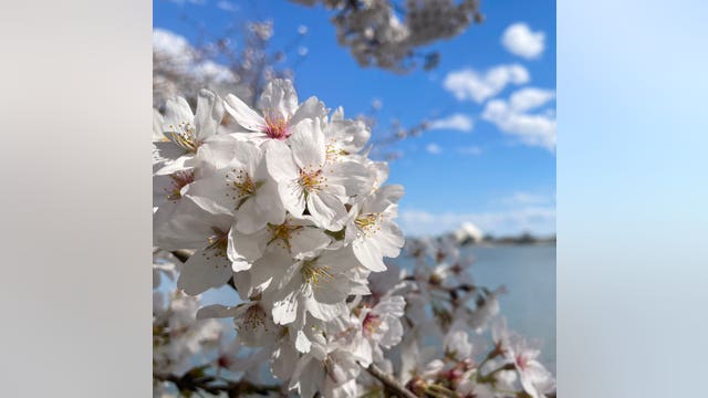 Cherry blossoms reach peak bloom after warm weekend