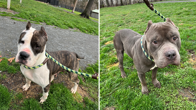 12 dogs rescued from home of DC standoff suspect adopted, 2 more available