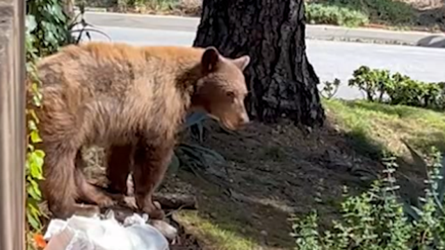 WATCH: Bear raids California couple's trash can