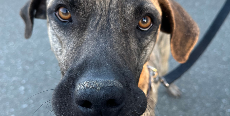 Animal Rescue races to save dogs from euthanasia in Prince George's County