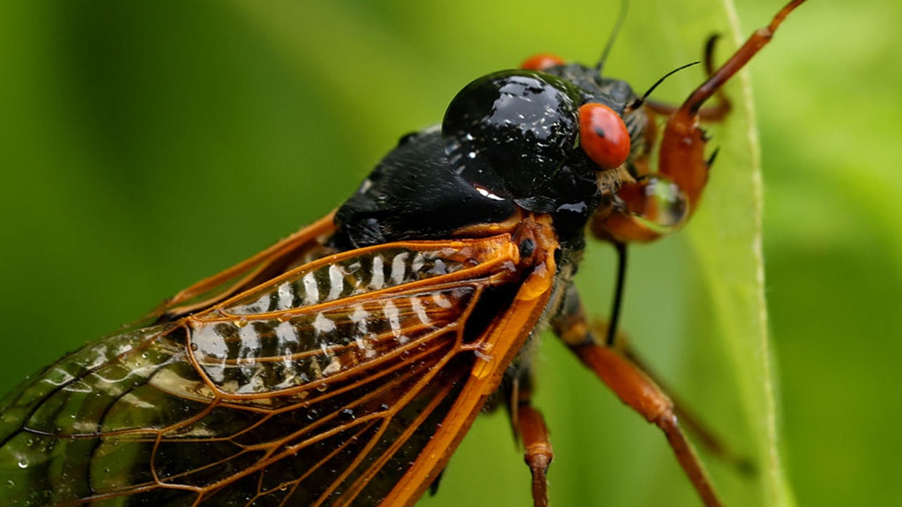 Emerging cicadas' cacophony triggers calls to police in South Carolina