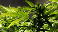 Fairfax County leaders support maximum 3.5% tax on recreational marijuana sales