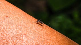 As mosquito season nears, Maryland officials encourage early prevention