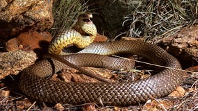 Hospital urges snakebite victims to refrain from bringing in serpents