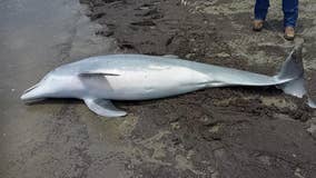Dolphin found shot to death as NOAA offers $20K reward for info