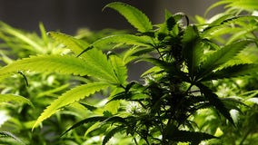 Marijuana will be rescheduled as less dangerous drug: Sources