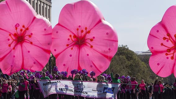 Cherry Blossom Festival kicks off Thursday, welcoming first day of Spring