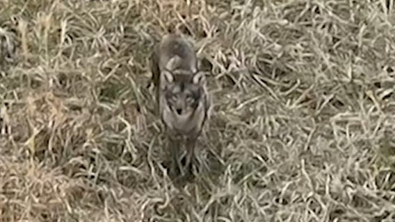 Rabid coyote killed in Montgomery County after 2 people attacked