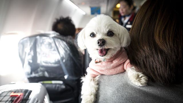 BARK Air launches luxury airline for dogs