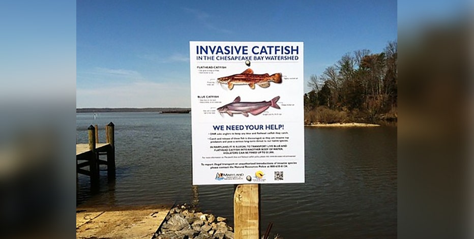 Maryland has no fishing limits on these 3 fish