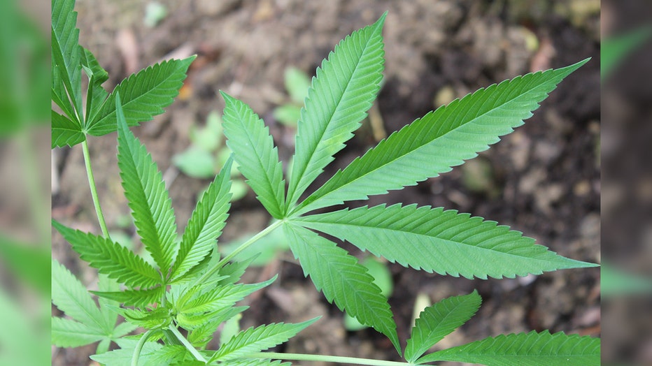Marijuana (Georgia Army National Guard photo by Maj. Will Cox/Released)