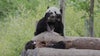 National Zoo celebrates giant panda Bao Li’s 4th birthday