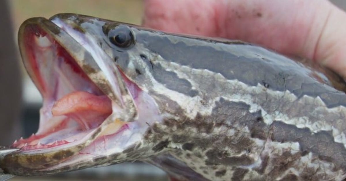 【選抜】P.'SnakeHead'#5(呼称) 中株 sneakhead-fish.jpg?ve=1&tl=1