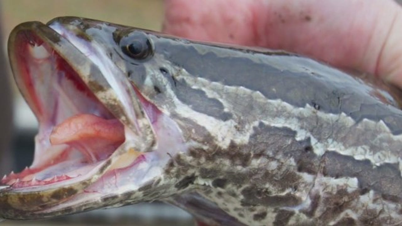 Maryland to rename invasive Snakehead fish in hopes of getting