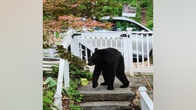 Black bear spotted in DC neighborhood – again!