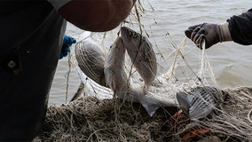 Maryland rockfish season begins May 16 – with regulations