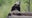 National Zoo celebrates giant panda Bao Li’s 4th birthday