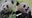 Here's what we know about DC’s new giant pandas: Bao Li and Qing Bao