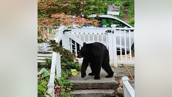 Black bear spotted in DC neighborhood – again!