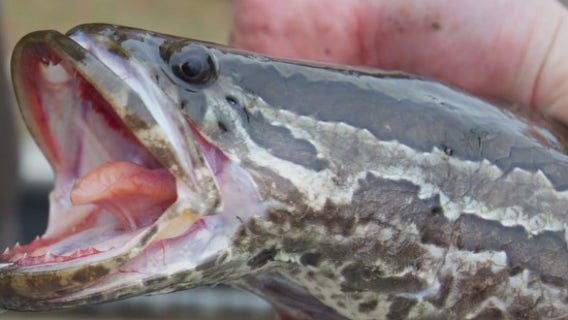 Maryland to rename invasive Snakehead fish in hopes of getting more people to eat it