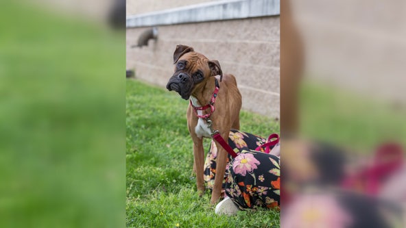 Arlington Animal Control sees spike in abandonment, neglect cases