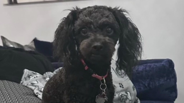 Teen's therapy dog stolen in Southeast DC