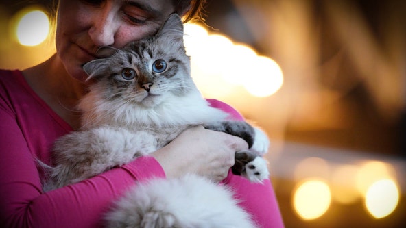 Cat owners could be at higher risk of schizophrenia, study suggests