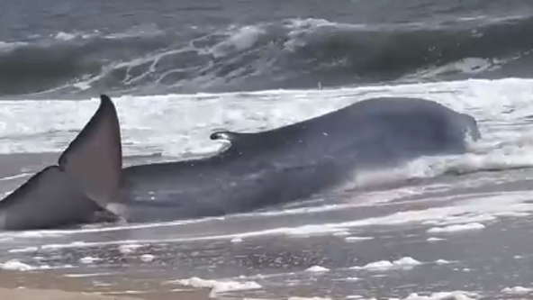 WATCH: Whale beached in Delaware
